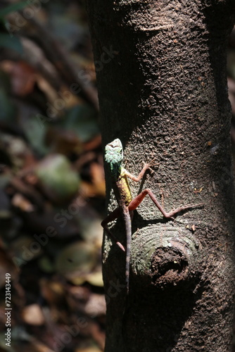 Colorful Garden Lizard 
