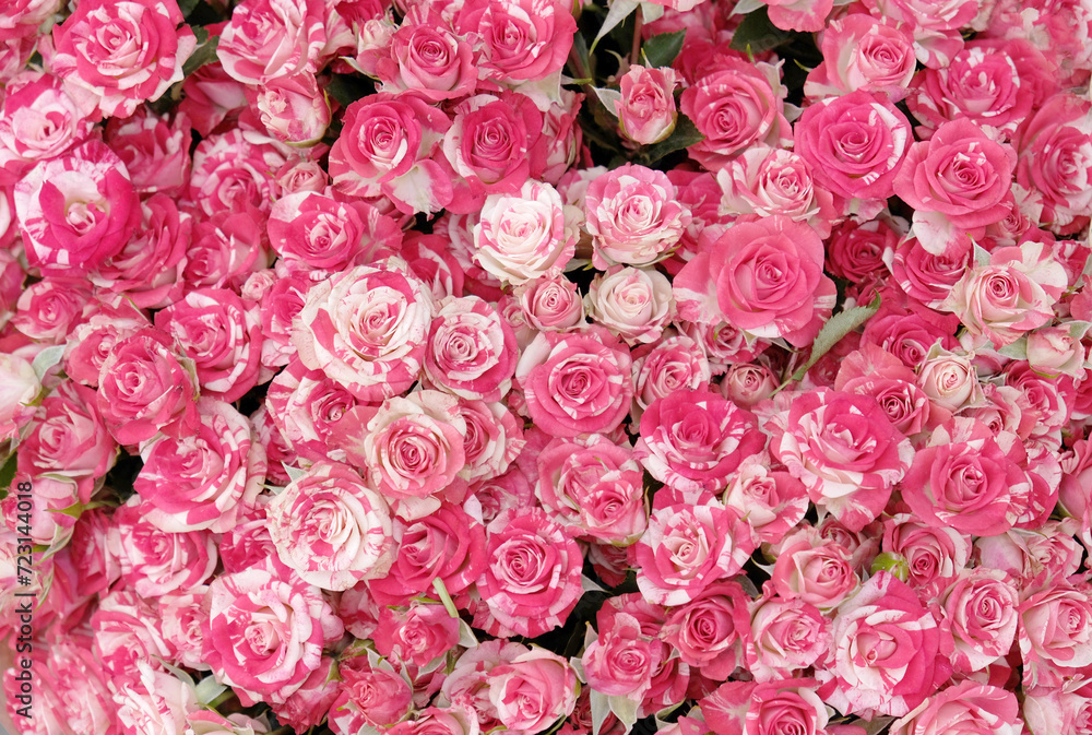 Background with selective focus. Beautiful blooming white-pink bicolor rose. Background with selective focus. Beautiful blooming white-pink bicolor rose.