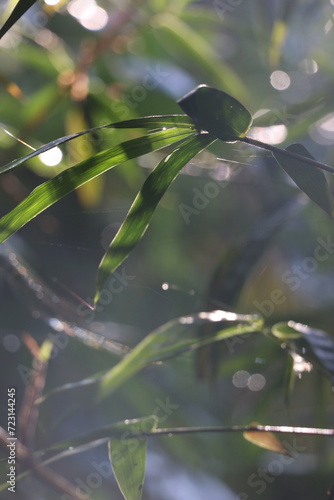 Bamboo leaves in the morning sunlight