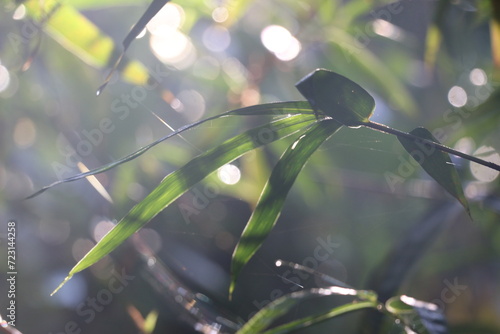 Bamboo leaves in the morning sunlight