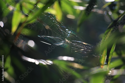 Early morning Spider and its web shining rainbow colors