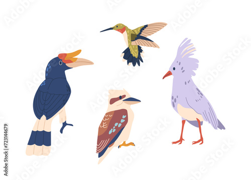 Tropical Birds Boast Vibrant Plumage. Rainforests Birds  Hummingbird And Kagu  Rhinoceros Hornbill Isolated Vector Set