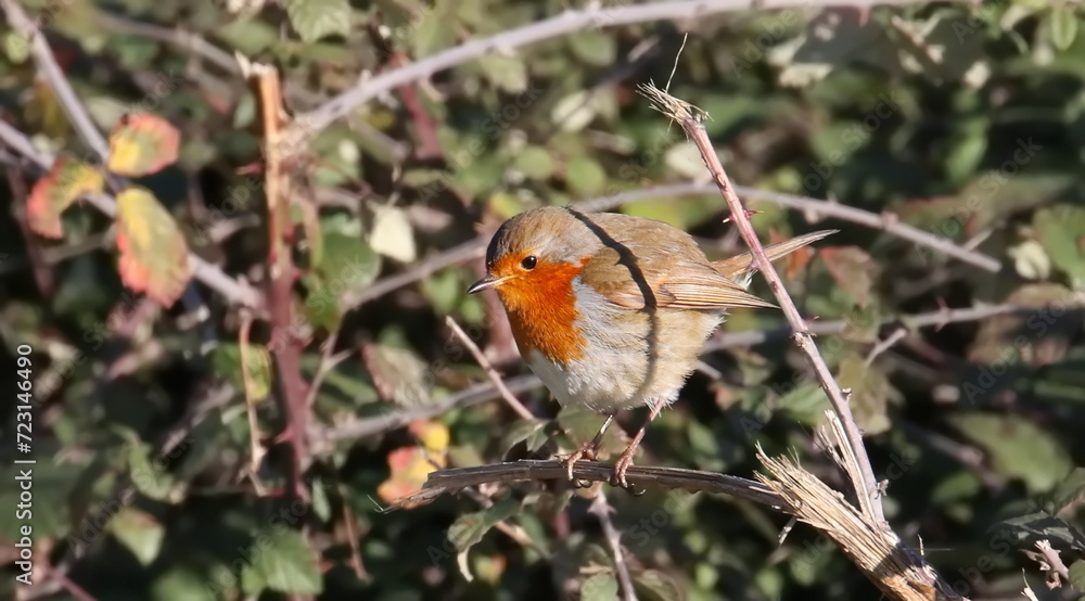European Robin on branch, Erithacus rubecula, birds of Montenegro European Robin on branch, Erithacus rubecula, birds of Montenegro