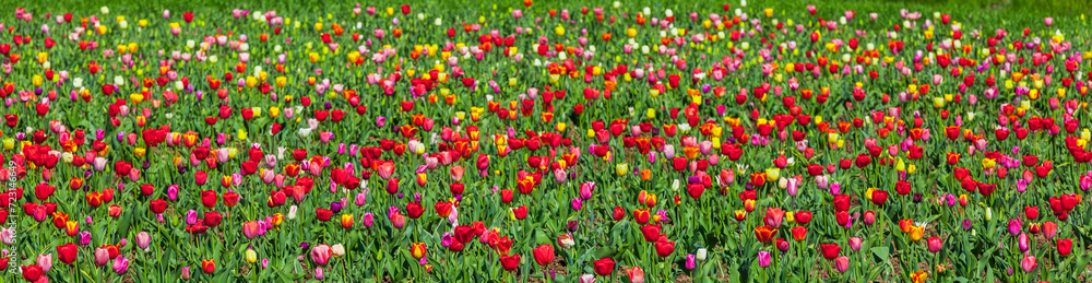 Tulpenfeld im Frühling mit bunten und roten Tulpen