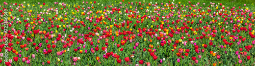 Tulpenfeld im Frühling mit bunten und roten Tulpen