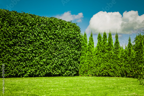 Buchenhecke und Thujahecke in einem Garten