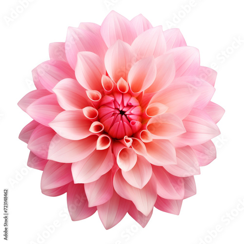 pink dahlia isolated on white