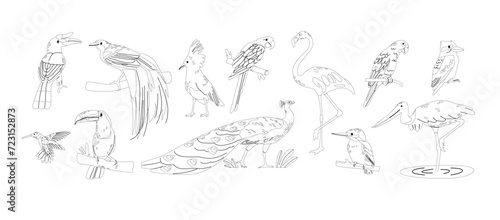 Tropical Birds Isolated Outline Monochrome Icons Vector Set. Rainforests Macaw, Toucan, And Parrot. Peacock, Flamingo