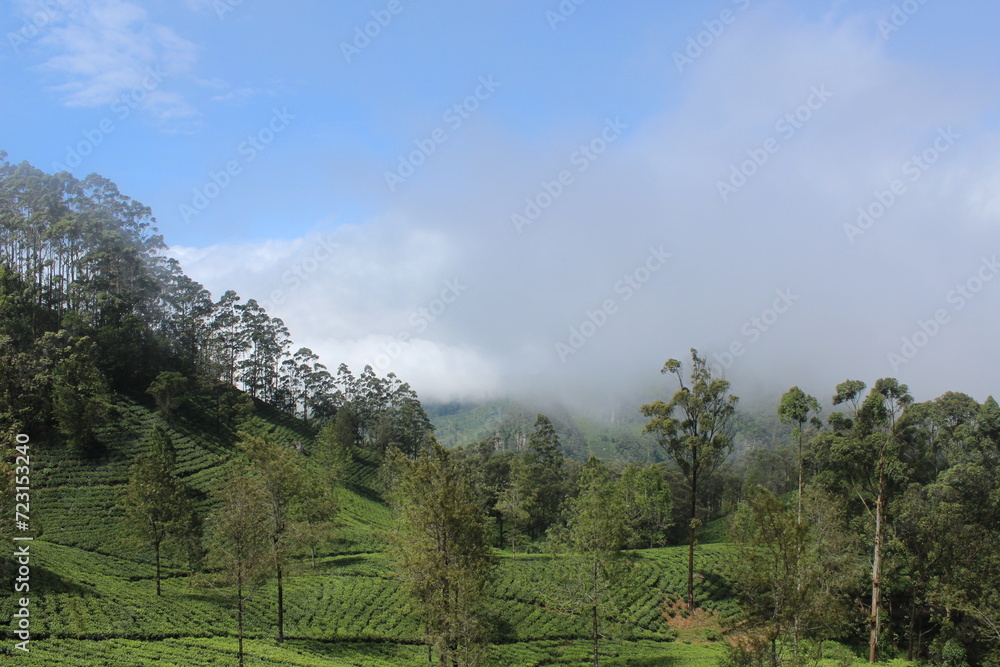 Ceylon tea plantations in the fog