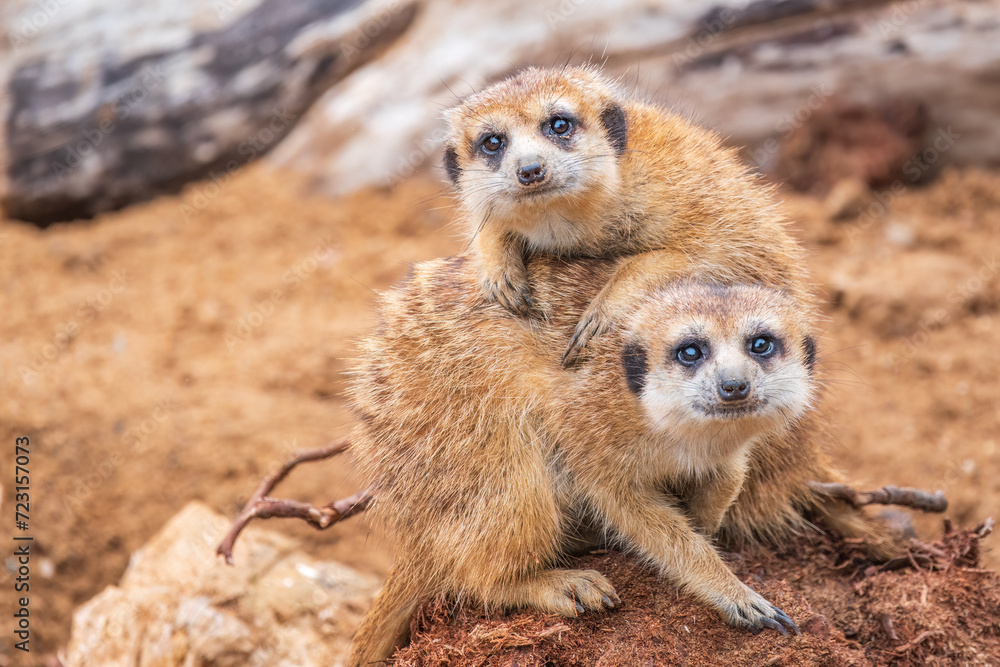 Fototapeta premium A group of cute meerkats. Meerkat Family are sunbathing.