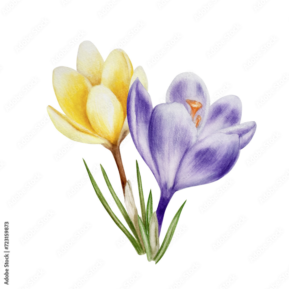 Naklejka premium Watercolor yellow and purple blooming crocus flower isolated on white background. Spring and easter botanical hand painted saffron illustration. For designers, wedding, decoration, postcards, wrap