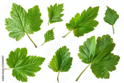 Photograph of isolated black currant leaves with white background and clipping path photo