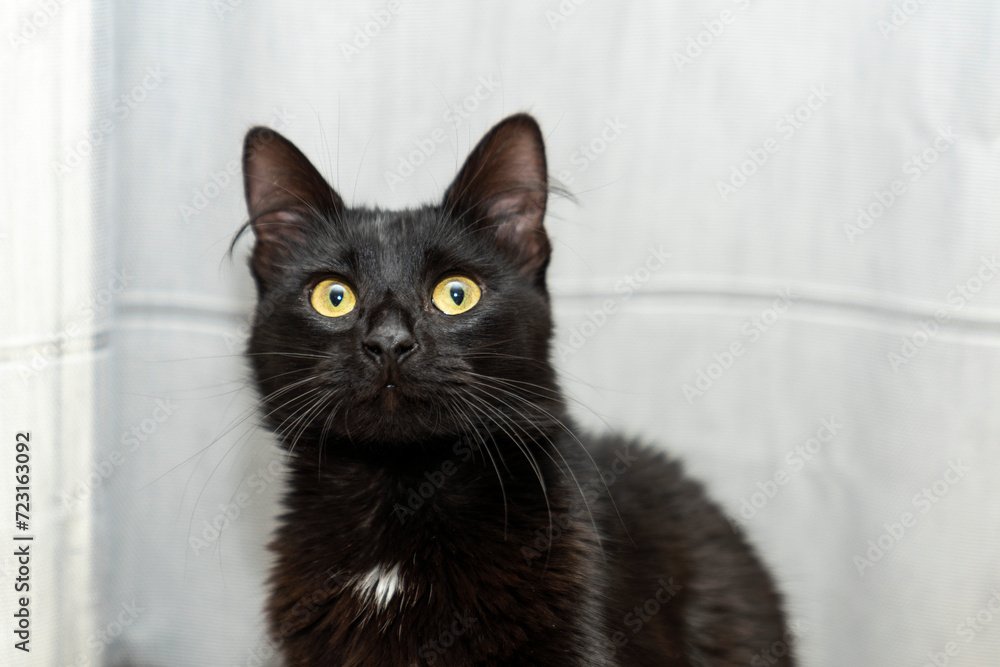 Pet potrait. black cat portrait. gray background. black cat with yellow eyes on a gray background. pet ownership, pet friendship concept