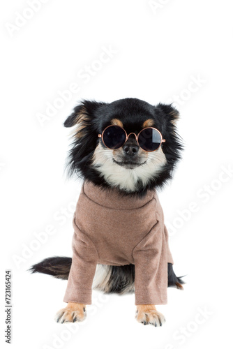 Fototapeta Naklejka Na Ścianę i Meble -  Chihuahua wearing warm sweater isolated white backgound