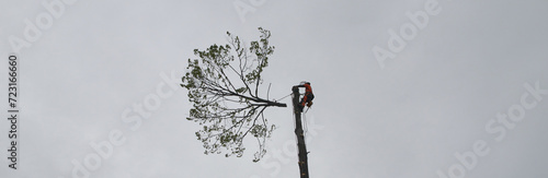 Tree surgeon. Working with a chainsaw. Sawing wood with a chainsaw.	