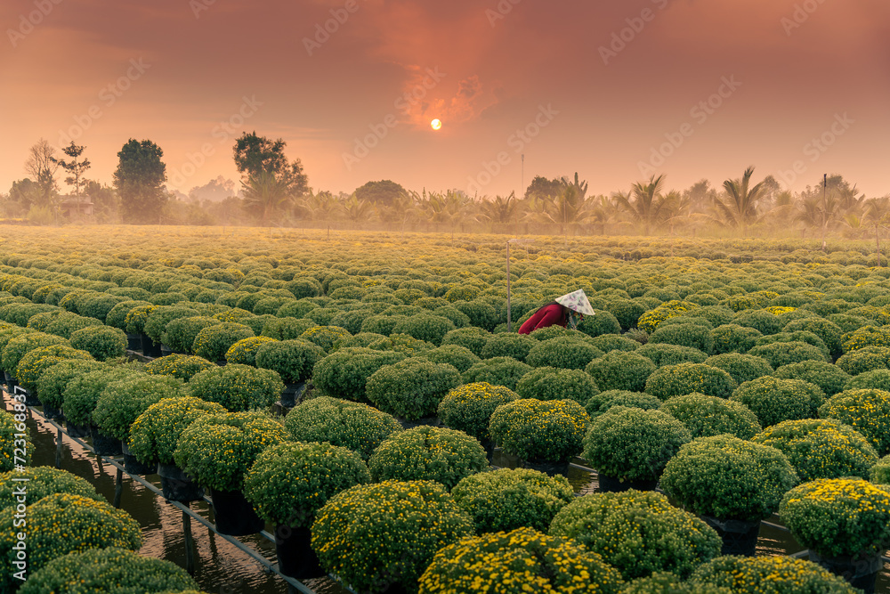 view of Sa Dec flower garden in Dong Thap province, Vietnam. It's famous in Mekong Delta, preparing transport flowers to the market for sale in Tet holiday. - obrazy, fototapety, plakaty 