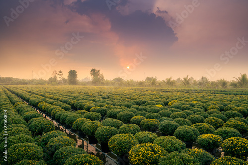 Photography view of Sa Dec flower garden in Dong Thap province, Vietnam