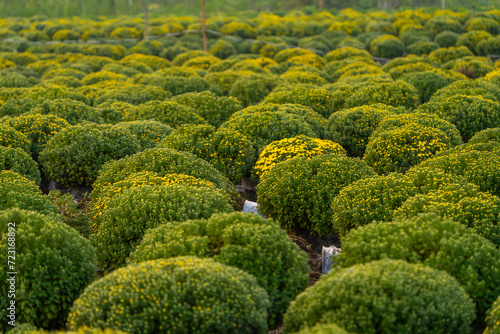 view of Sa Dec flower garden in Dong Thap province, Vietnam. It's famous in Mekong Delta, preparing transport flowers to the market for sale in Tet holiday. © CravenA