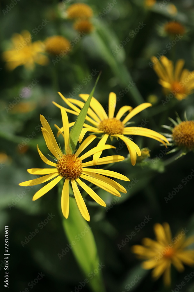 Senecio ovatus, tall yellow flower in the forest in summer Senecio ovatus, tall yellow flower in the forest in summer
