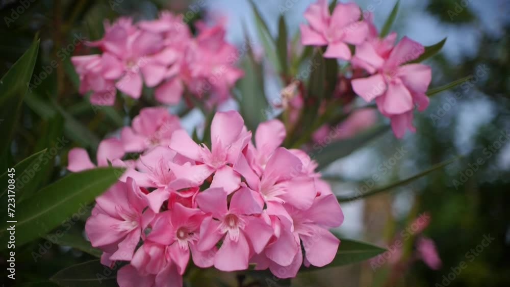 Mediterranean flora in Greece. Flowerss of pink oleander swaying gently in the breeze Mediterranean flora in Greece. Flowerss of pink oleander swaying gently in the breeze
