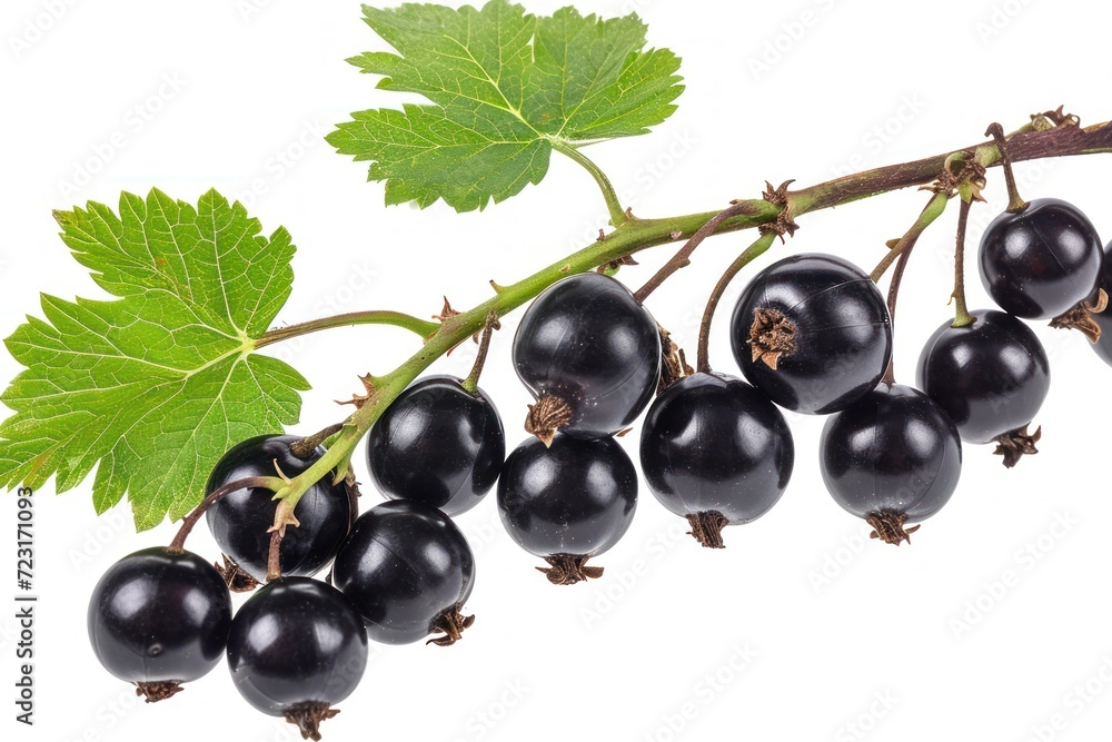 Isolated white blackcurrant branch Isolated white blackcurrant branch