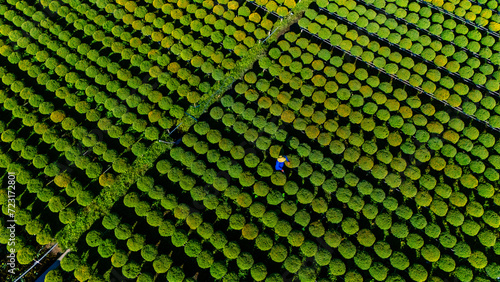 Aerial view of Cho Lach flower garden in Ben Tre, Vietnam. It's famous in Mekong Delta, preparing transport flowers to the market for sale in Tet holiday