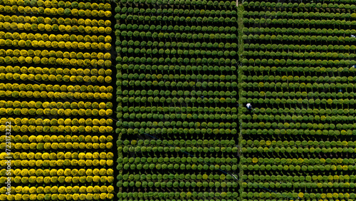 Aerial view of Cho Lach flower garden in Ben Tre, Vietnam. It's famous in Mekong Delta, preparing transport flowers to the market for sale in Tet holiday