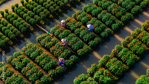 Obraz na płótnie Aerial view of My Phong flower garden in My Tho, Vietnam