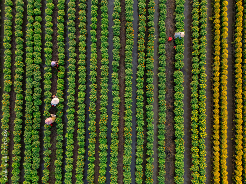 Aerial view of My Phong flower garden in My Tho, Vietnam. It's famous in Mekong Delta, preparing transport flowers to the market for sale in Tet holiday