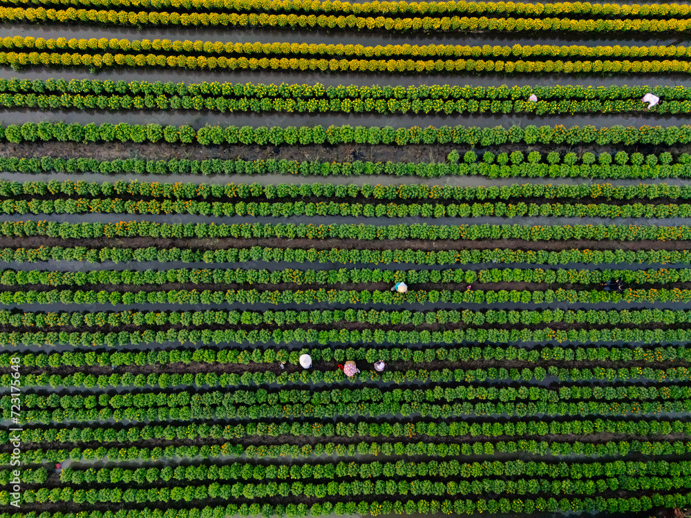 Aerial view of My Phong flower garden in My Tho, Vietnam. It's famous in Mekong Delta, preparing transport flowers to the market for sale in Tet holiday Aerial view of My Phong flower garden in My Tho, Vietnam. It's famous in Mekong Delta, preparing transport flowers to the market for sale in Tet holiday