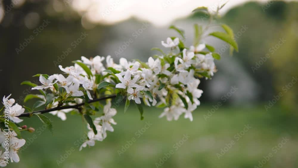Blooming isolated branch of fruit tree in white flowers in spring. Dawn in garden in calm weather and slight movement of leaves from wind. Blooming isolated branch of fruit tree in white flowers in spring. Dawn in garden in calm weather and slight movement of leaves from wind.