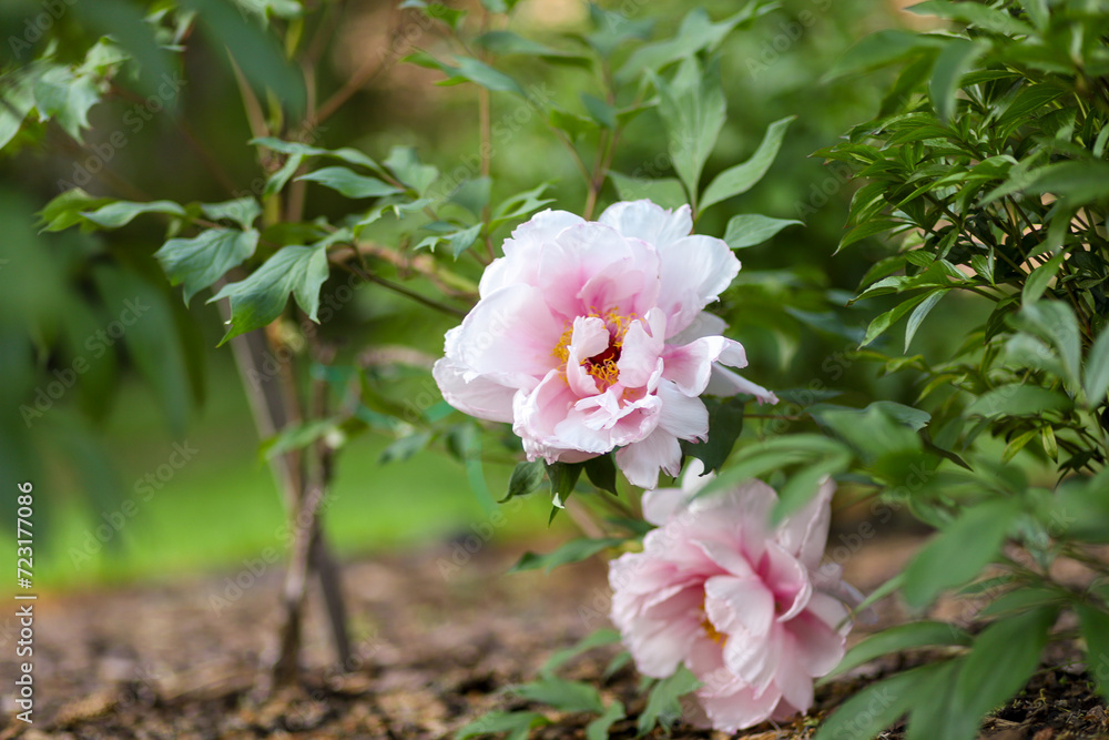 Obraz premium pink and white rose