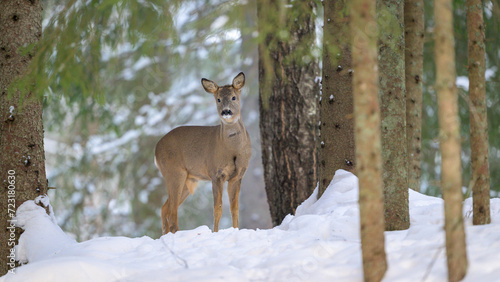 European roe deer  Capreolus capreolus  in snow in forest