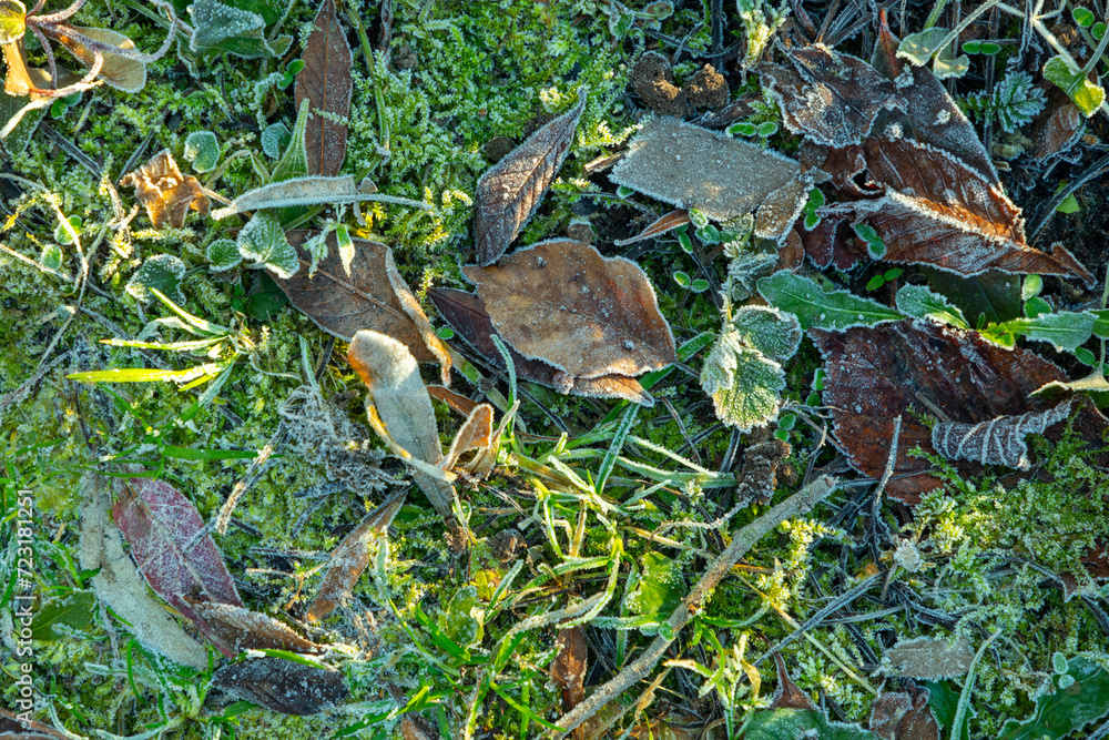Fototapeta premium background of frozen leaves as harmonic stillife background in wintertime