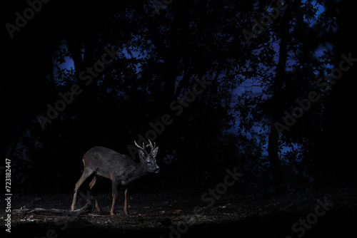 A male roe deer stands alert in a nocturnal forest  bathed in a soft blue light that filters through the trees