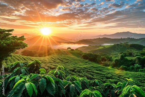 Coffee plantation fields at...
