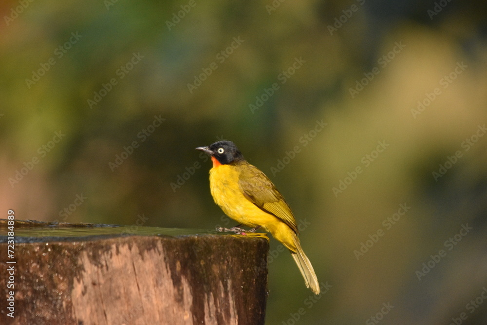 Fototapeta premium Flame throat bulbull