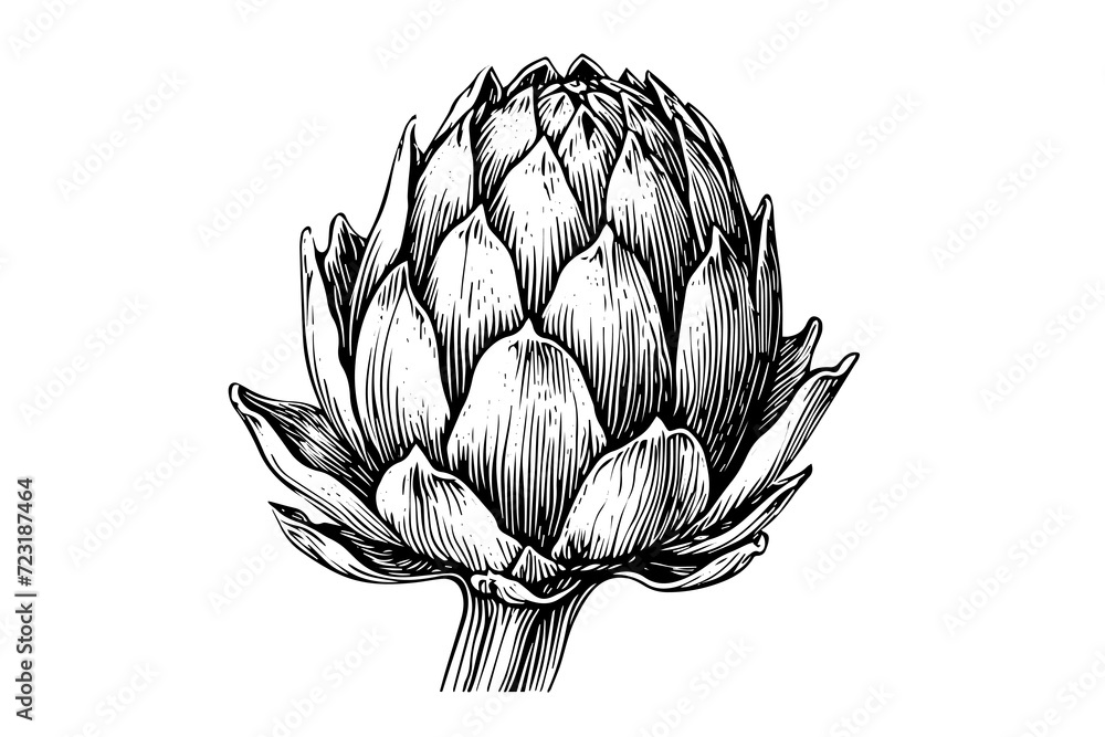 Artichoke engraved, great design for any purposes. Organic food. Handmade drawing. Vector icon. Artichoke engraved, great design for any purposes. Organic food. Handmade drawing. Vector icon.