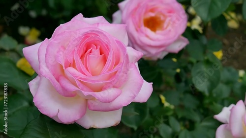 Roses pink and white a flower bed on a sunny summer day.