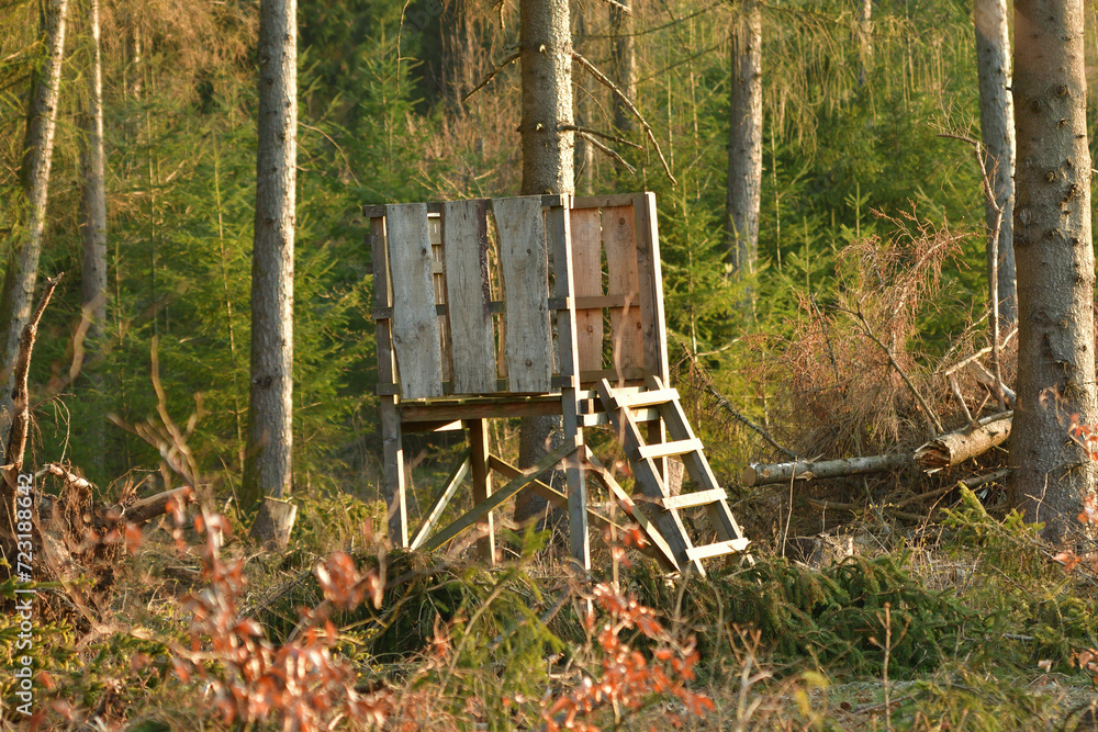 A wooden cottage for hunters hidden in the crown of a tree
