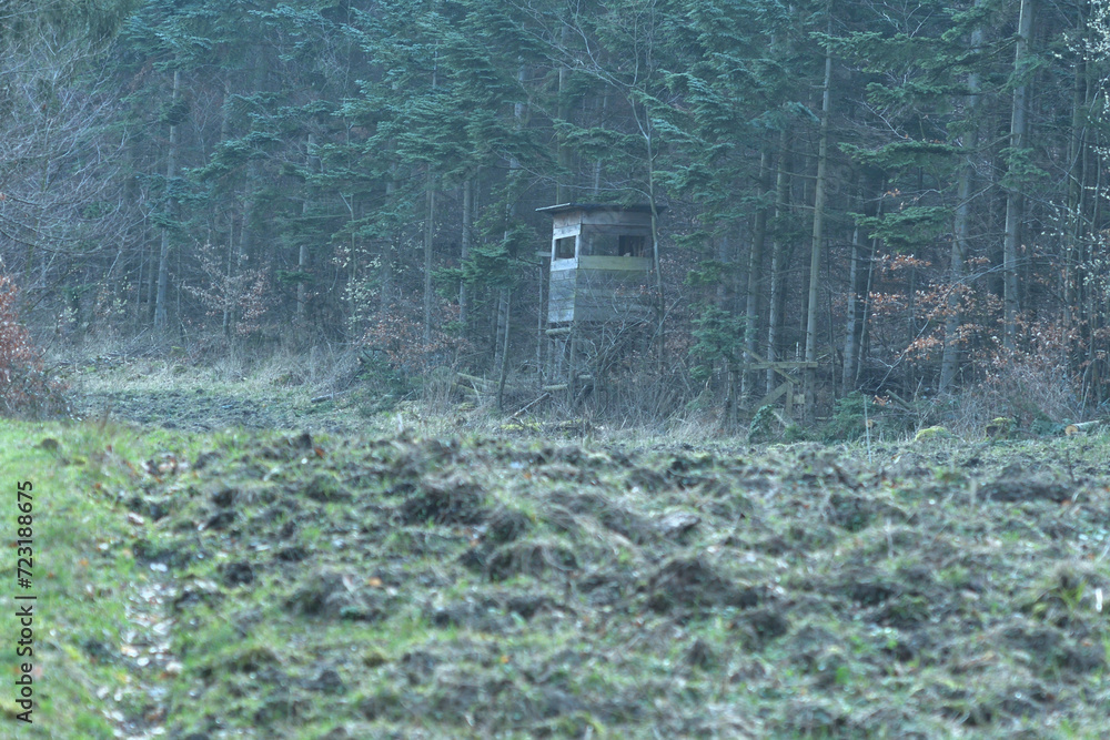 Hunting hidden cottage from wooden in meadow near forest in winter