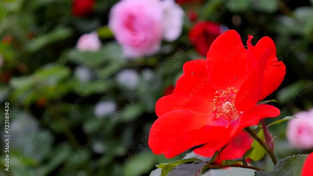 Roses red and white a flower bed on a sunny summer day. Roses red and white a flower bed on a sunny summer day.