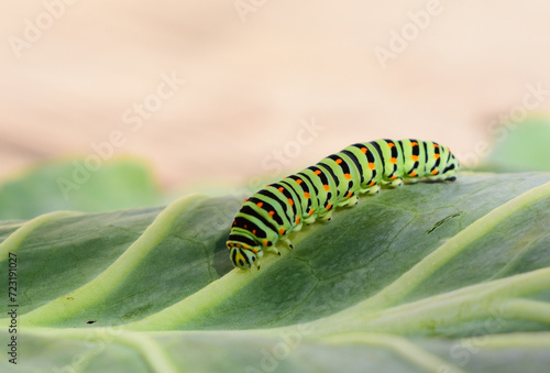 Green caterpillar closeup on a cabbage leaf. Black Swallowtail Caterpillar, Papilio polyxenes crawling on a green leaf macro photo