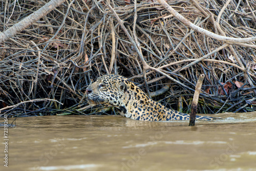 Jaguar  Panthera onca  hunting along the riverbank in the Northern Pantanal in Mata Grosso in Brazil