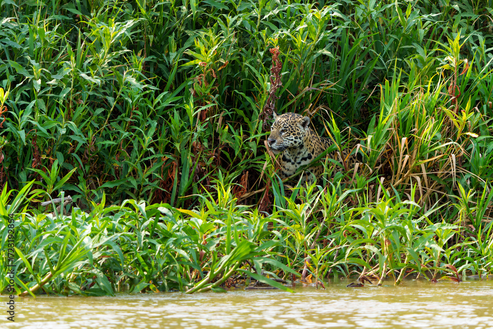 Obraz premium Jaguar (Panthera onca) hunting along the riverbank in the Northern Pantanal in Mata Grosso in Brazil