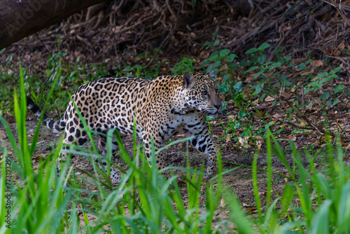 Jaguar  Panthera onca  hunting along the riverbank in the Northern Pantanal in Mata Grosso in Brazil