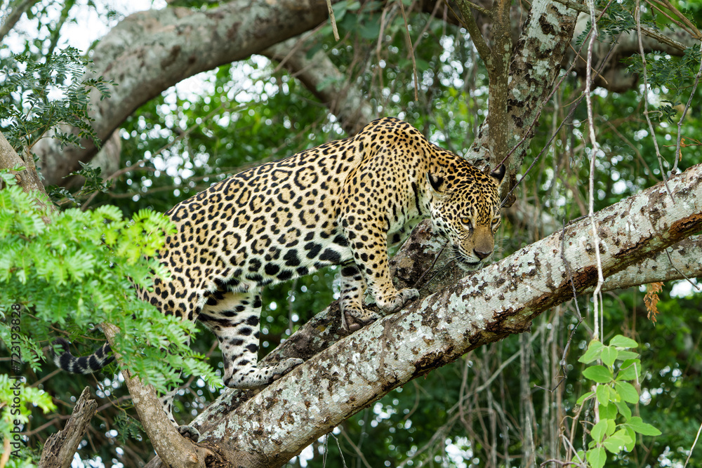 Fototapeta premium Jaguar (Panthera onca) hunting along the riverbank in the Northern Pantanal in Mata Grosso in Brazil