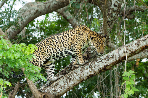 Jaguar (Panthera onca) hunting along the riverbank in the Northern Pantanal in Mata Grosso in Brazil