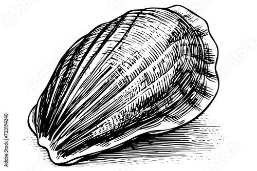 Shell engraved in hand drawn style on white background. Vector sketch photo