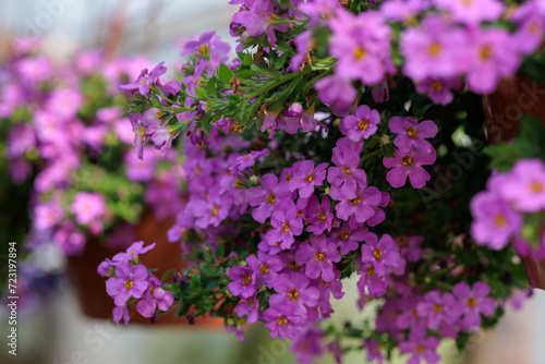 Violet lobelias are blooming in a pot
